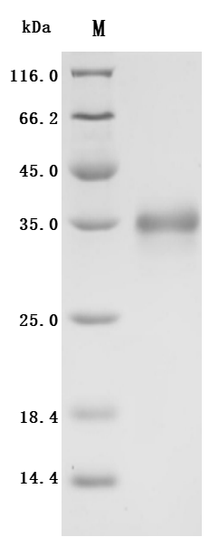 CSB-MP008784HU1