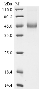 CSB-MP011662HU