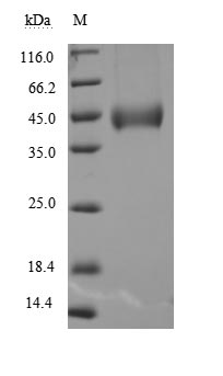 CSB-MP004939HU SDS-PAGE