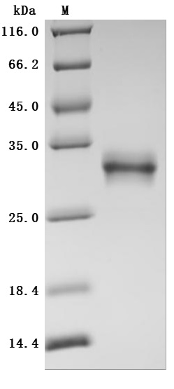 CSB-MP017260HU1 SDS