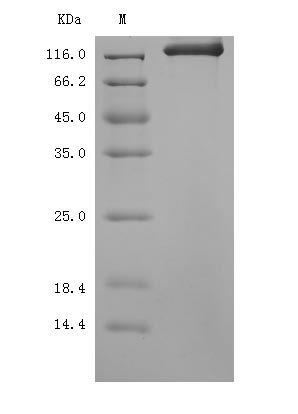 CSB-MP020990MO SDS