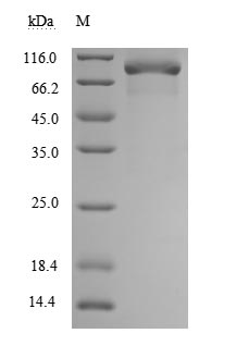 CSB-MP023969HU SDS-PAGE