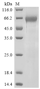 CSB-MP023981HU1