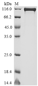 CSB-MP007139HU1