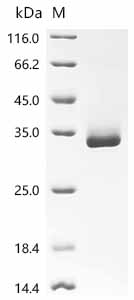 CSB-MP153444HU