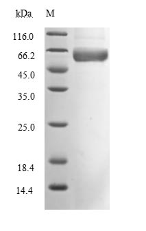 CSB-MP3324GMY1-SDS