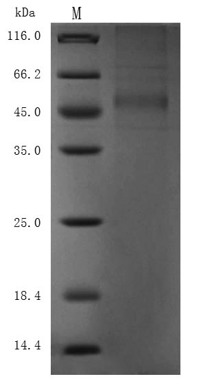 CSB-MP3536MOV SDS