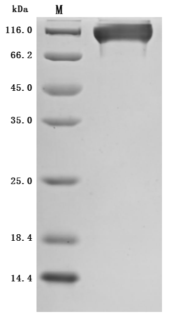 CSB-MP3947MOW SDS