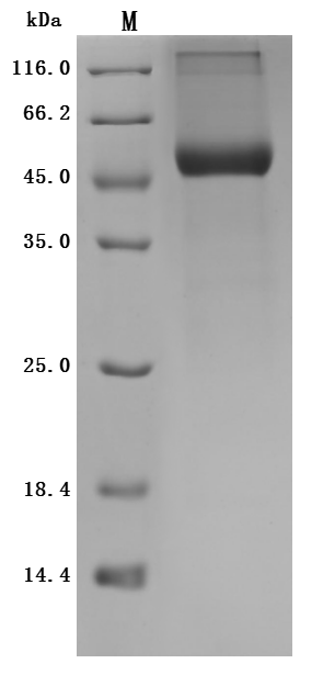 CSB-MP896537HU SDS