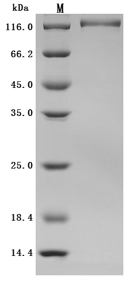 CSB-MP4278MOV SDS-PAGE