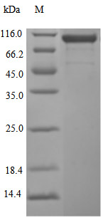 CSB-MP613267HU SDS-PAGE