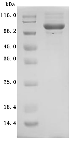 CSB-MP614820MO SDS