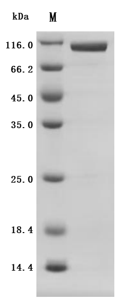 CSB-MP622651HU2