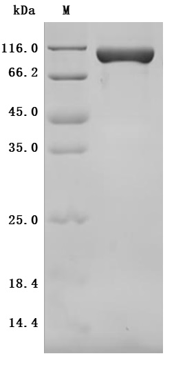 CSB-MP719456MO SDS-PAGE