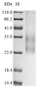 CSB-MP735356HU