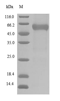 CSB-MP773799HU-SDS