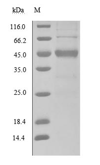 CSB-MP819898HU-SDS