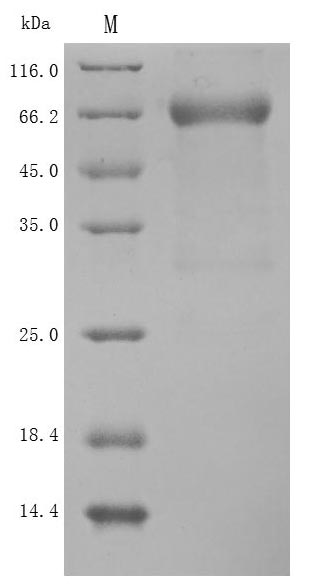 CSB-MP835707HU SDS