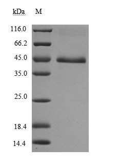 CSB-MP007125HU SDS