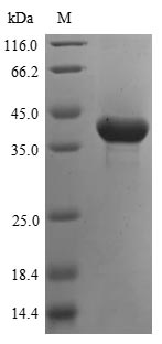 CSB-YP002223HU