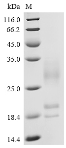 CSB-YP006255HU1a4