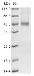 CSB-YP008642HU