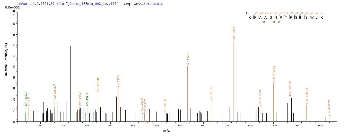 CSB-YP008646HU