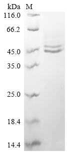 CSB-YP011587HU