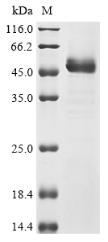 CSB-YP013517HU