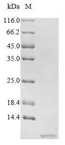 CSB-YP019128HU1