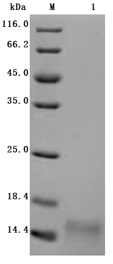 CSB-YP4825MOV SDS-PAGE