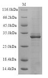 CSB-CF004888HUc7 SDS-PAGE