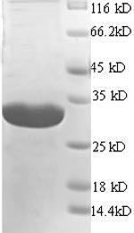 CSB-BP001262HU1 SDS