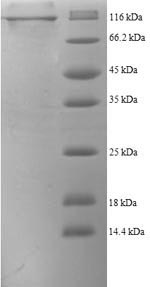 CSB-EP008424HU SDS