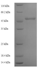 CSB-EP017270HU SDS