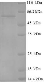 CSB-EP024077HU-SDS