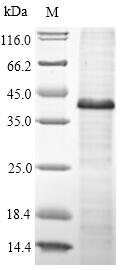 CSB-EP026138HUb1 SDS-PAGE