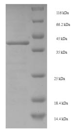 CSB-EP320170FKZ SDS-PAGE