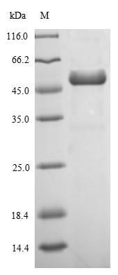 CSB-EP360703FKZ-SDS