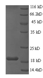 CSB-EP365854HML-SDS