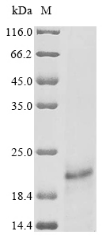 CSB-EP365855HML-SDS