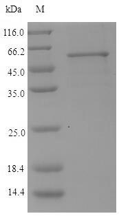 CSB-EP464342EXZ-SDS