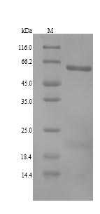 CSB-YP001567HU