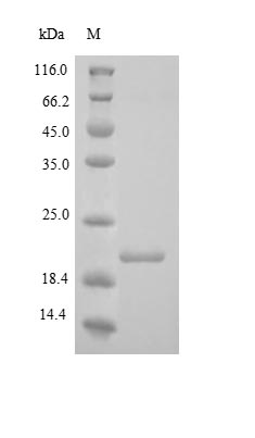 CSB-MP007125HU SDS