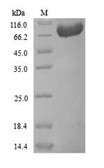 CSB-YP007923HU