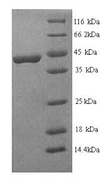 CSB-YP008646HU