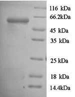 CSB-YP338957PQP-SDS