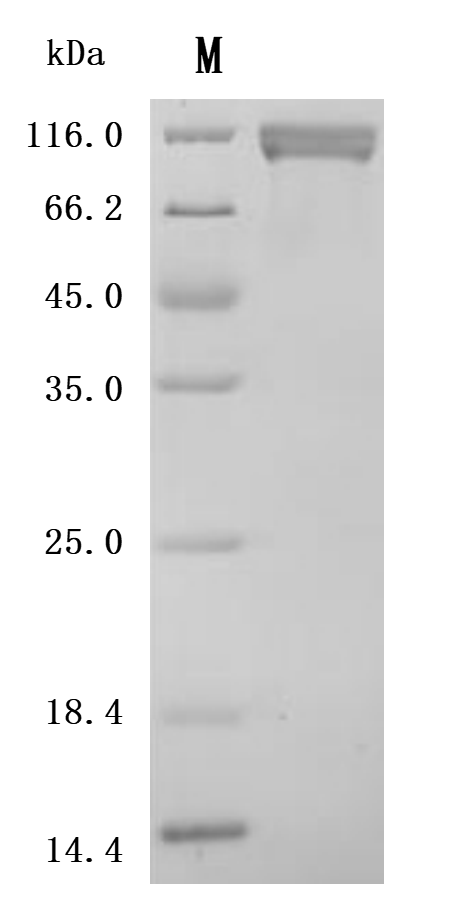 CSB-MP5478MOV