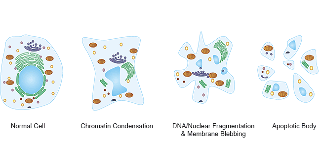 The diagram of Apoptosis