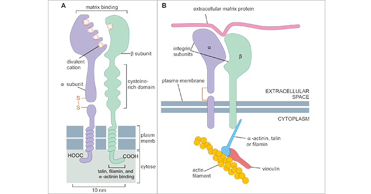 The diagram of the structure of integrin